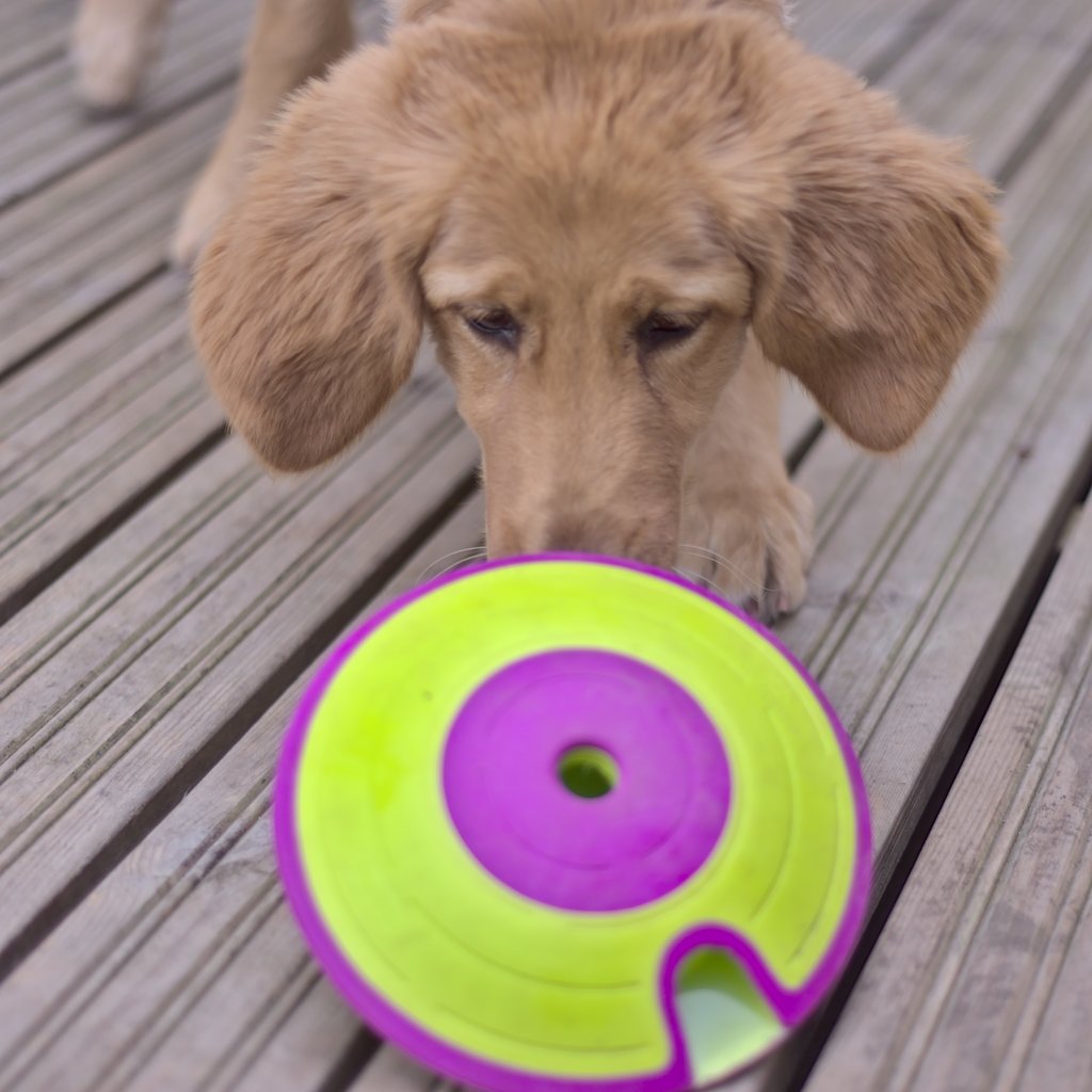 Nina Ottosson's toys will challenge your dog's mind.