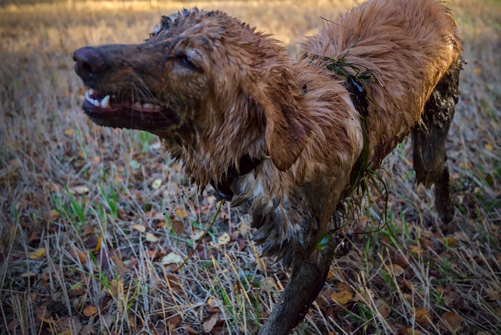 An extreme case for the need to use shampoo to wash your dog.