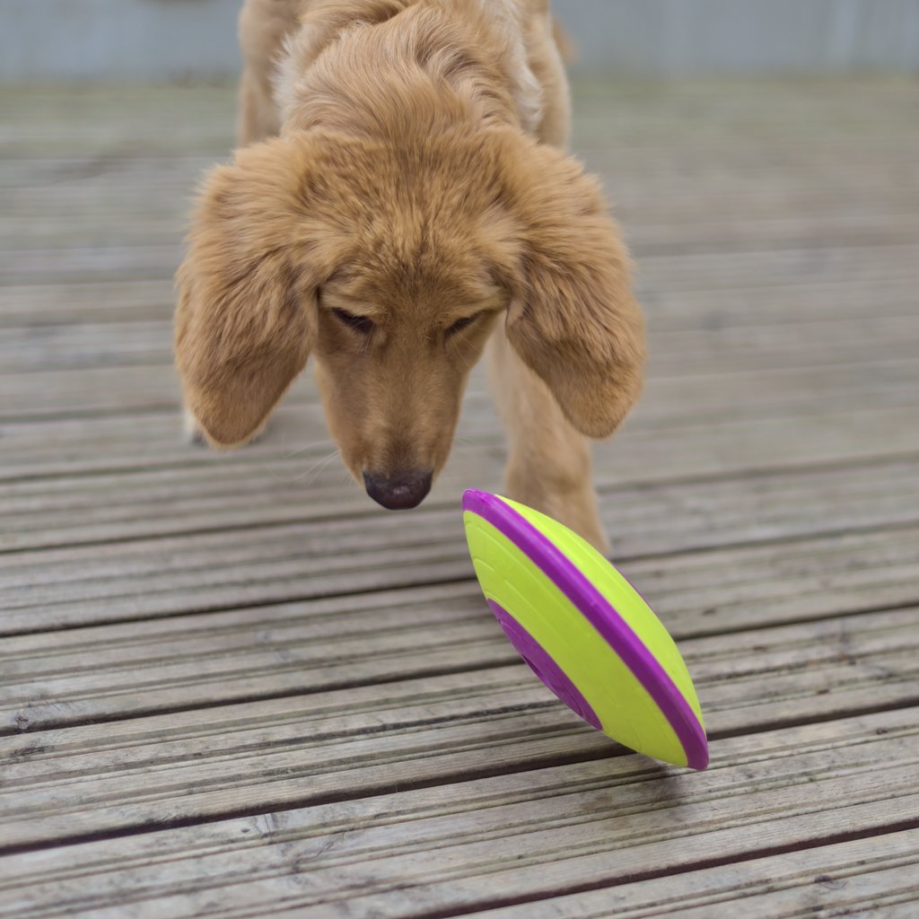 Eve playing with Nina Ottosson's Outward Hound Treat Maze.