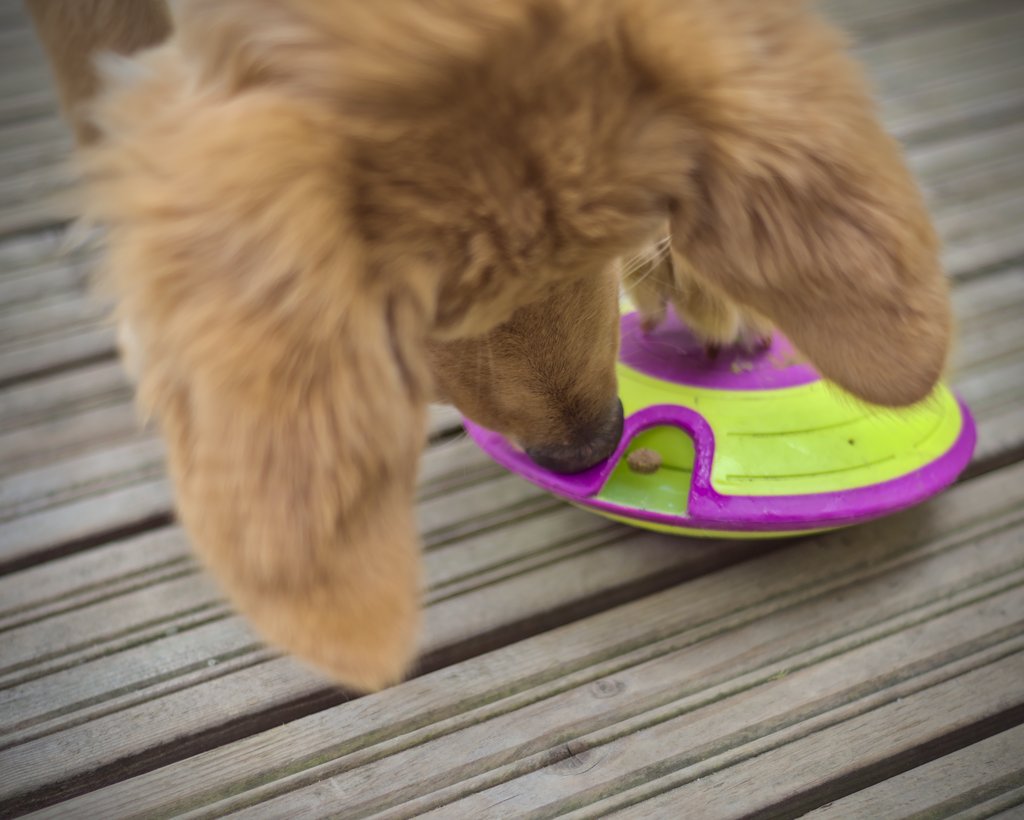 The treats do not exit the maze unless the dog uses a proper technique.