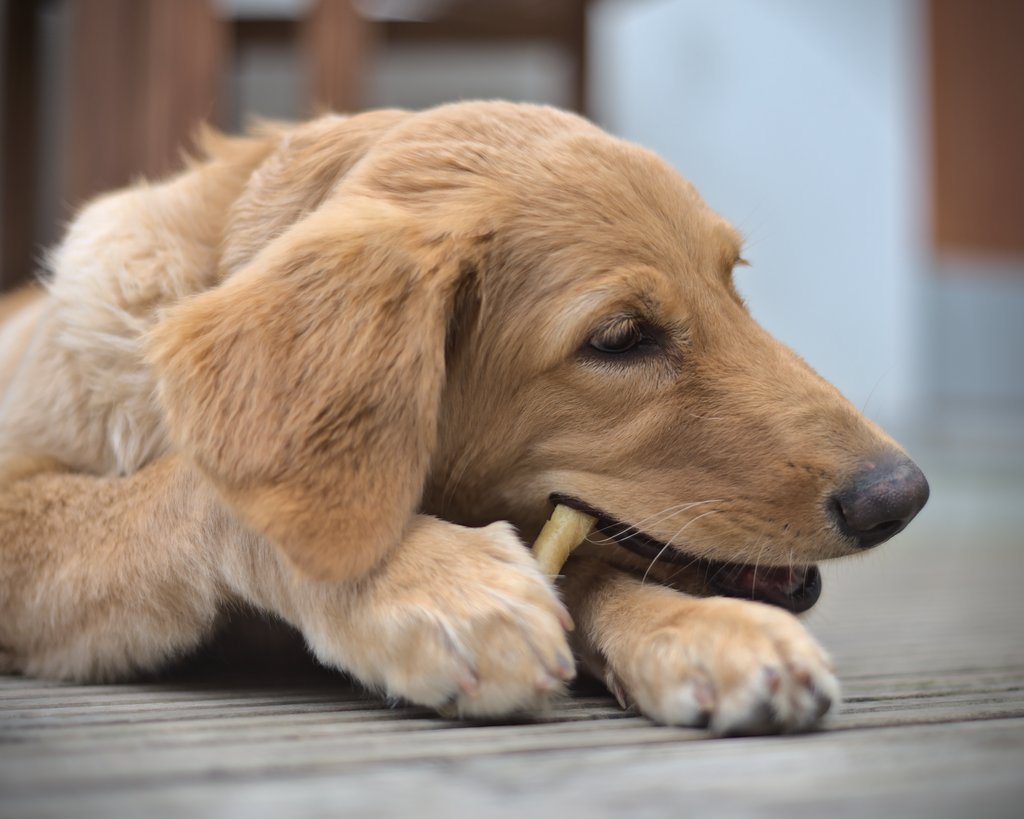 Natural rawhide makes the best and most enjoyable chewables.