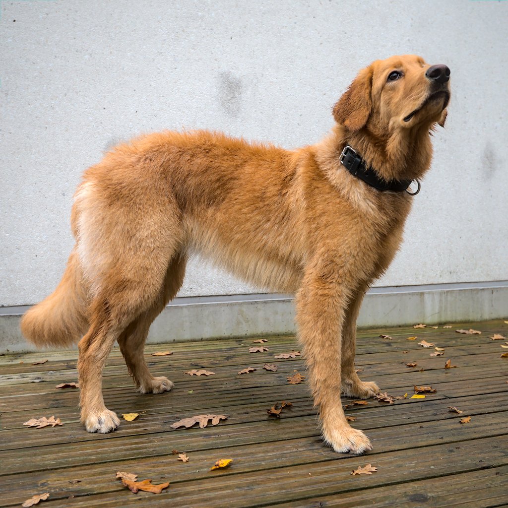 A clean dog after a bath.