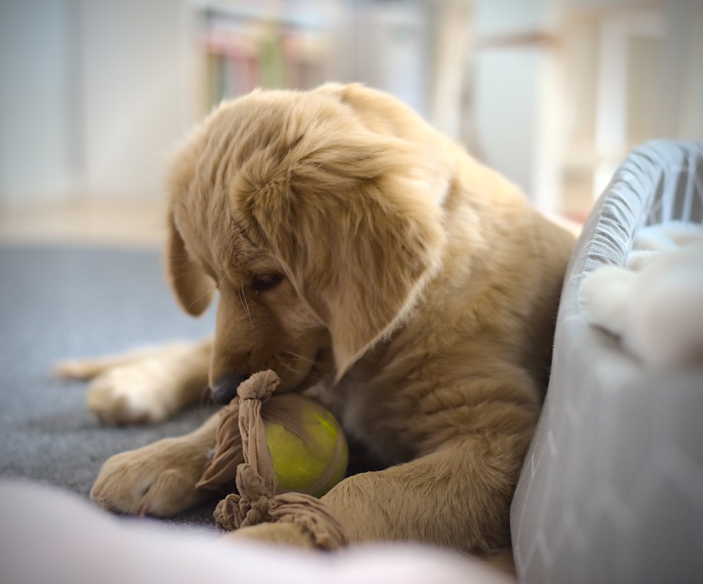 Eve, a hovawart puppy, curious about a home-made activation toy.