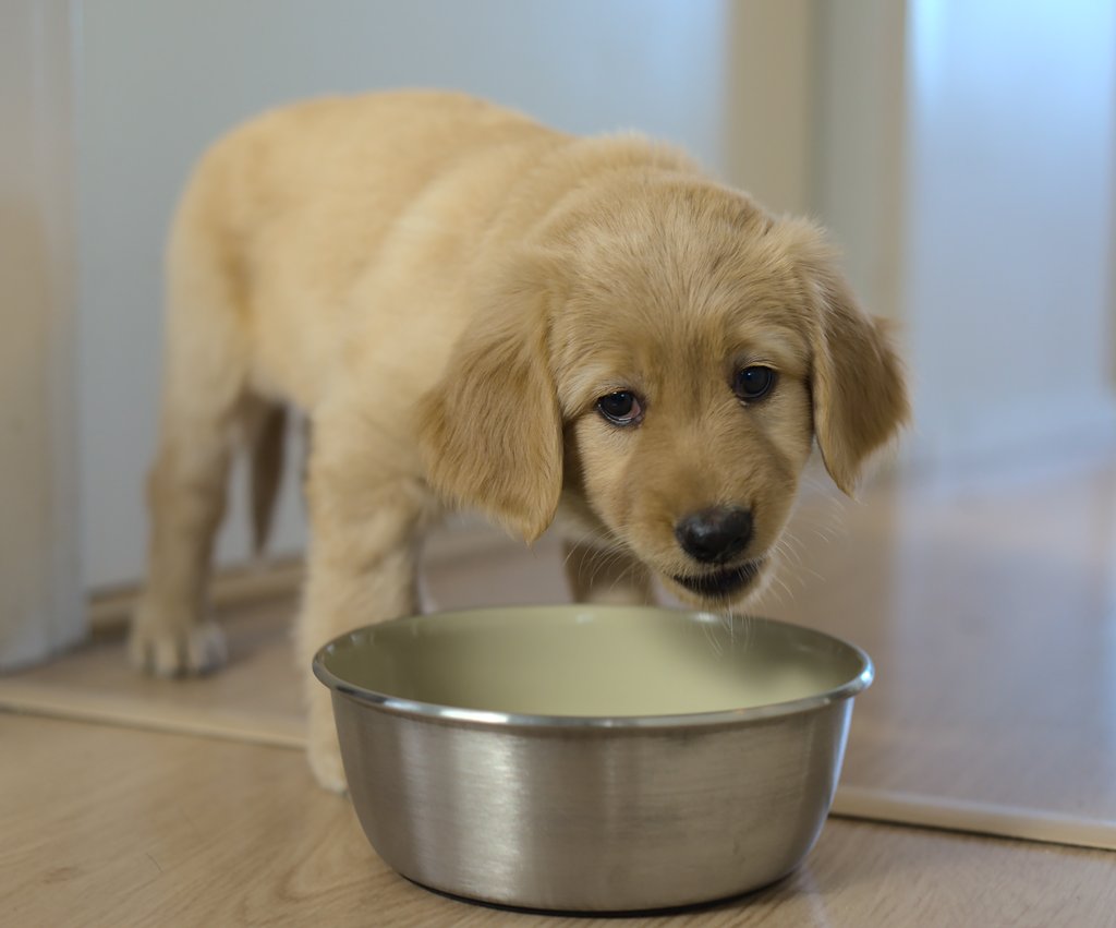 A cute hovawart puppy eating her kibble.