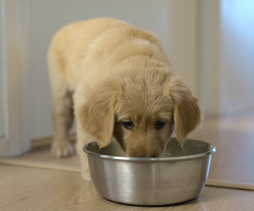 A cute hovawart puppy eating her kibble.