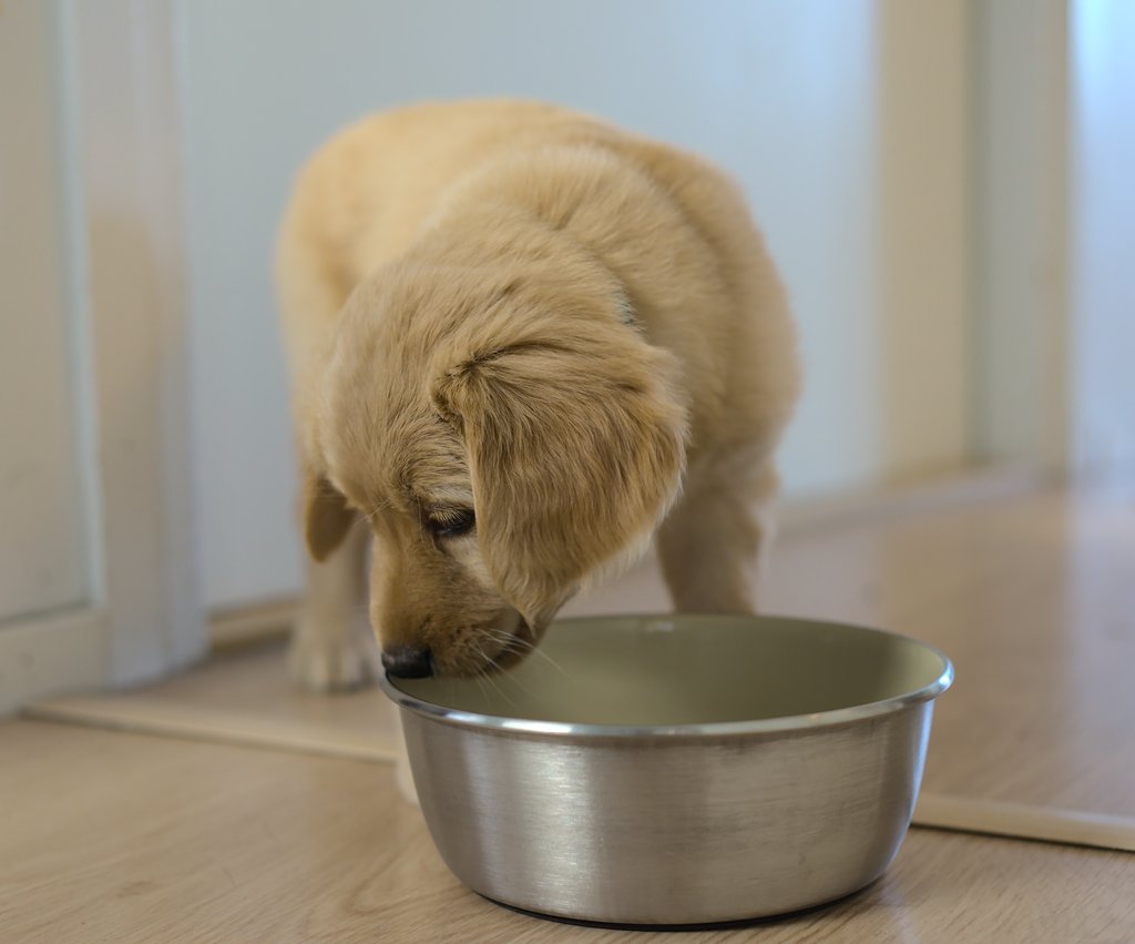 A Hovawart puppy eating her kibble.