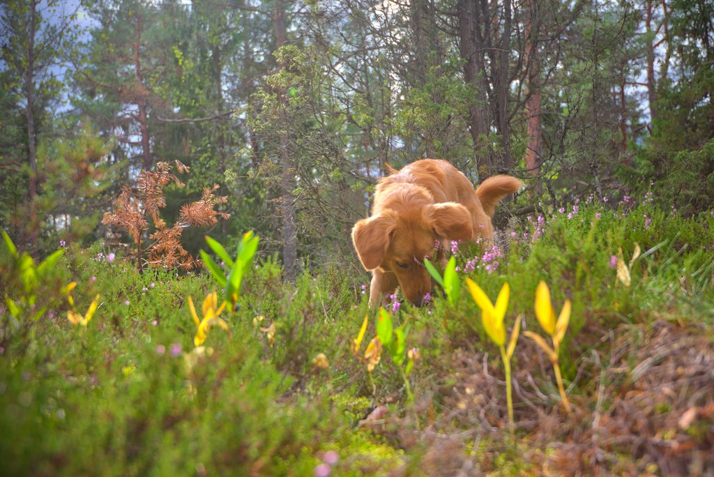 Eve, a happy Hovawart dog, enjoying her freedom in a Finnish forest.