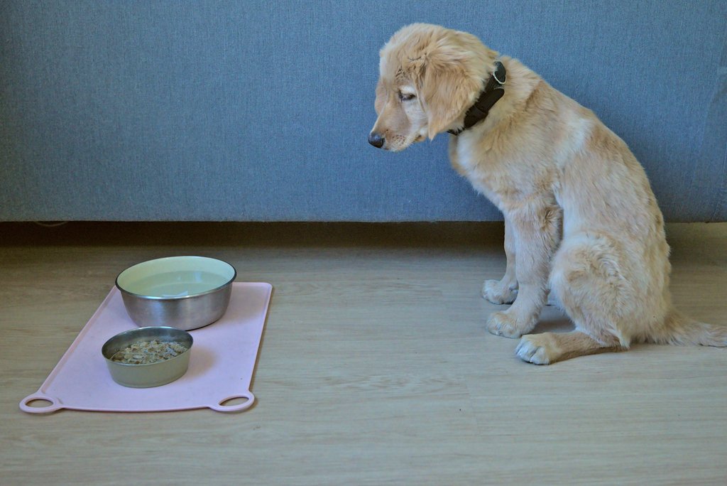 A hovawart puppy waiting for a permission to eat her kibble.