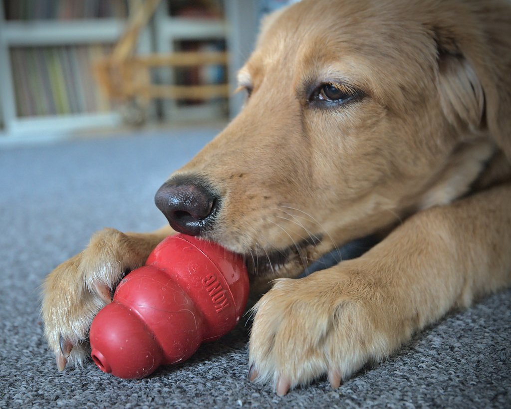 Eve enjoying a mush meatball with the help of a KONG activation toy.