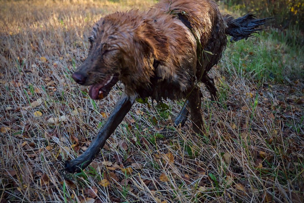 An extreme example of when your dog really needs a bath.