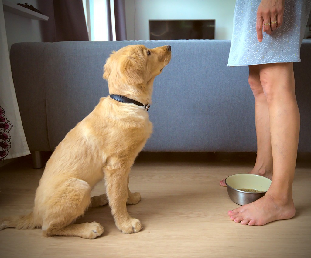 A hovawart puppy waiting attentively for the break command.